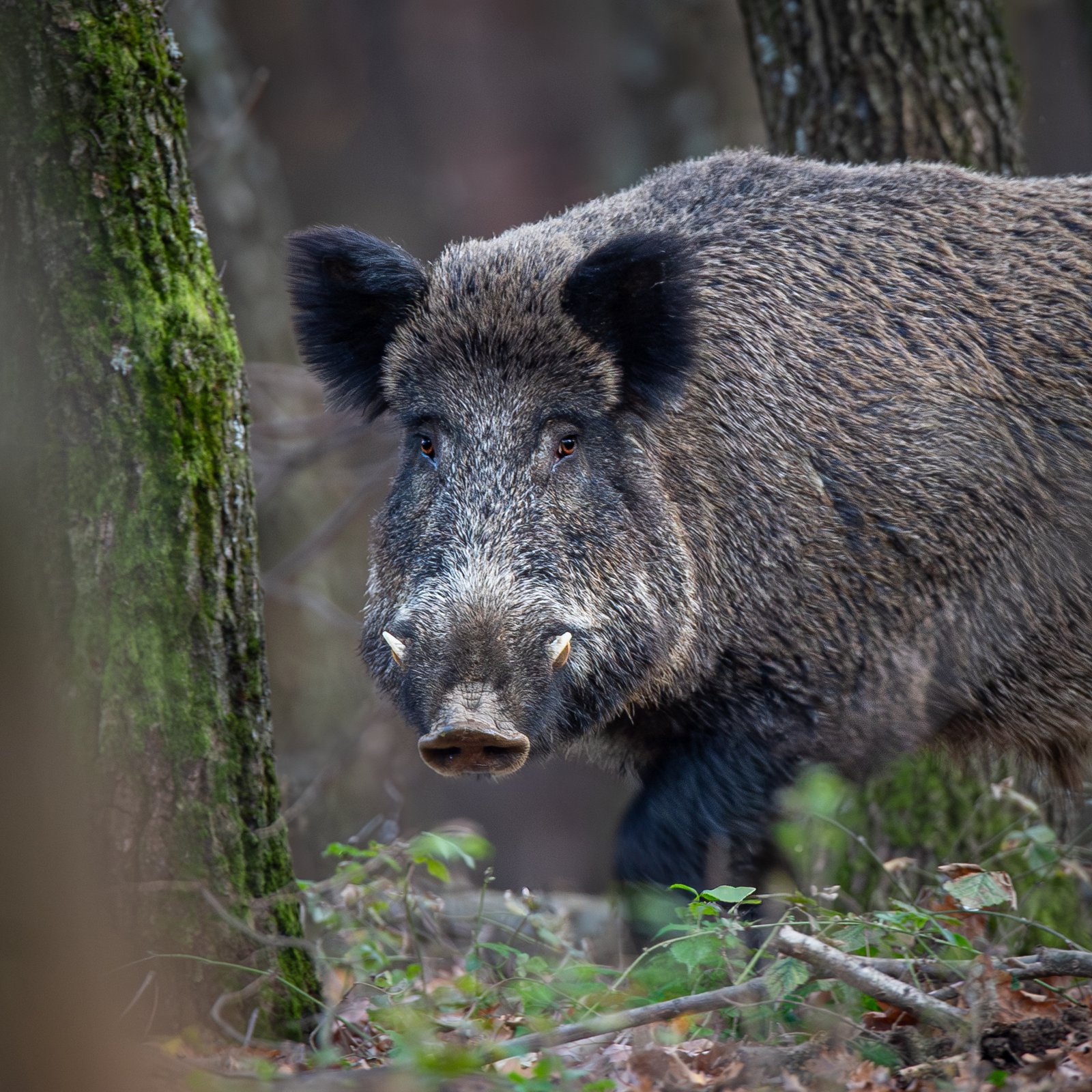 ND5_3932 Javitott NR masolat